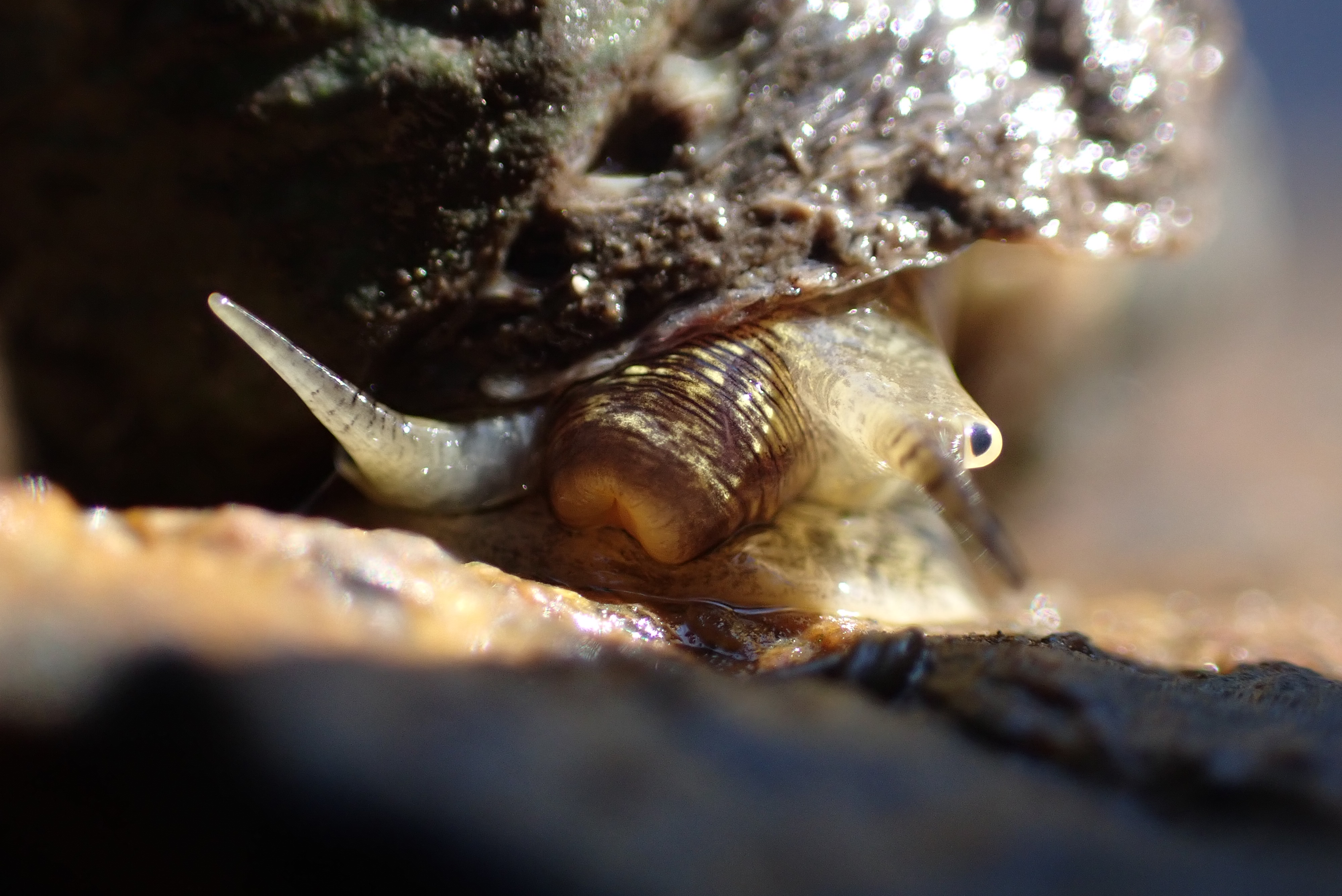 Close up photo of a Golden Mouthed Conniwink